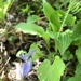 Viola kusanoana - Photo (c) 近藤行仁, todos los derechos reservados, subido por 近藤行仁