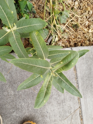 common milkweed