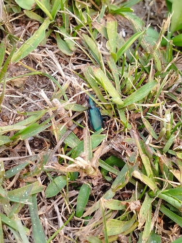 Punctured Tiger Beetle