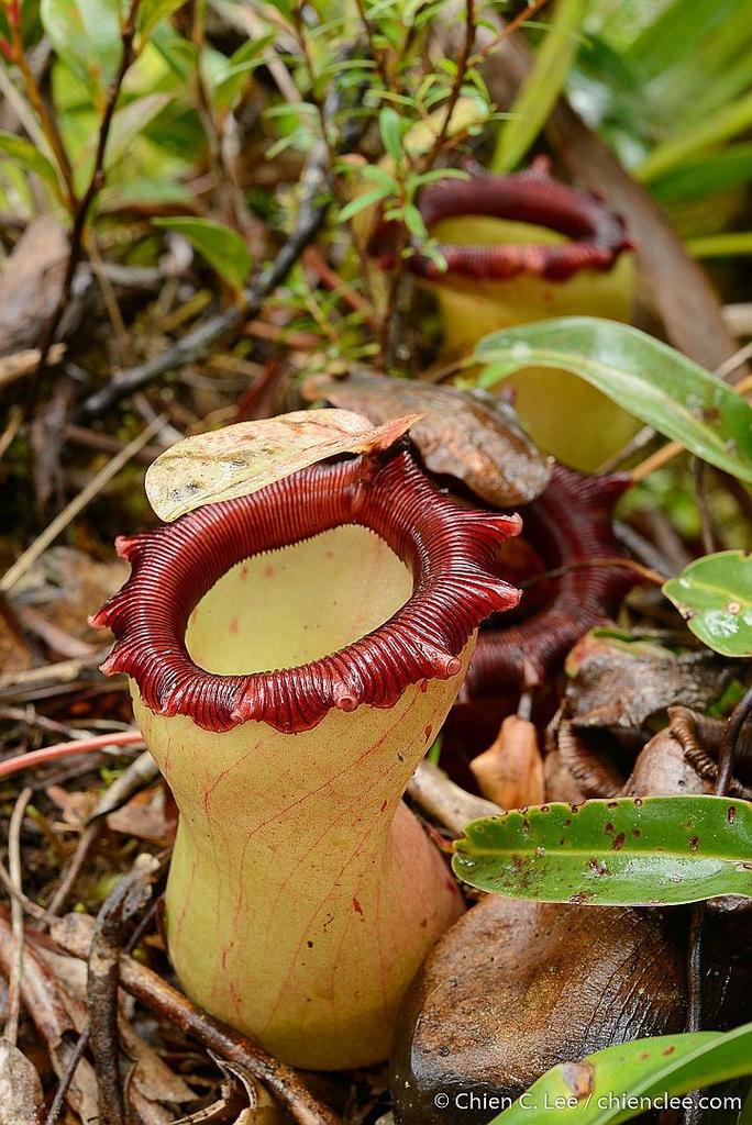 Nepenthes Tropicales foto 3