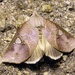 Pterogonia - Photo (c) Roger C. Kendrick, all rights reserved