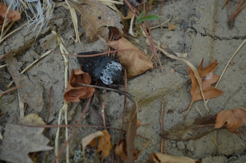 Flat-headed Root-borer