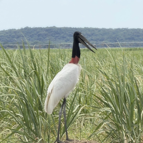 Jabiru