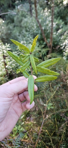 Banyalla