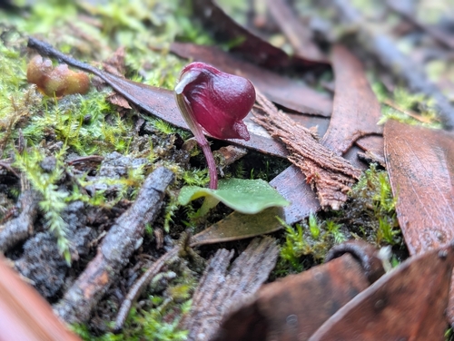 small helmet-orchid