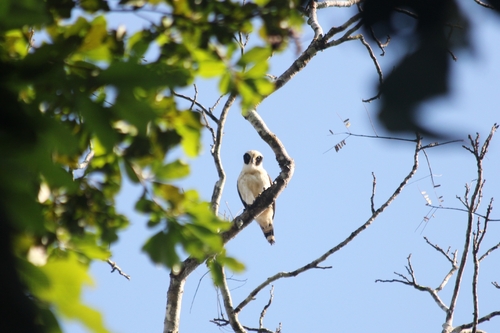 Laughing Falcon