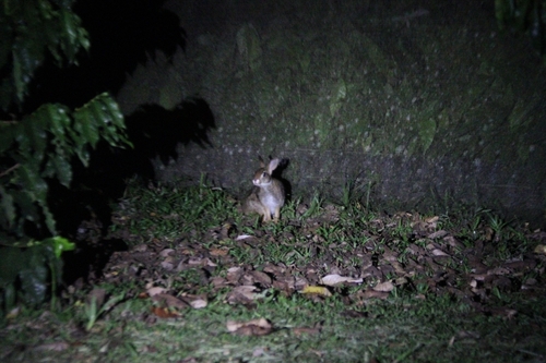 Sylvilagus brasiliensis minensis