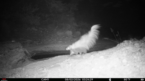 Hooded Skunk observed by uwviper