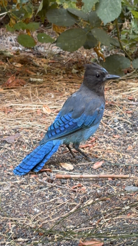 iNaturalist observation photo of Steller's Jay