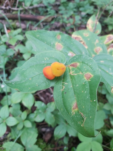 rough-fruited fairybells