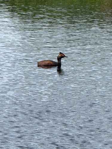 Eared Grebe