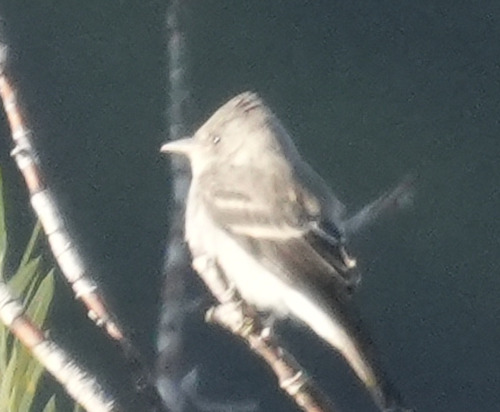 iNaturalist observation photo of Western Wood-Pewee