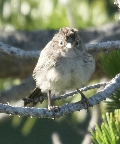 iNaturalist observation photo of Brewer's Sparrow