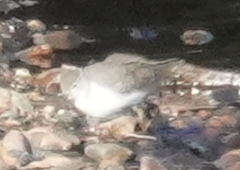 iNaturalist observation photo of Spotted Sandpiper