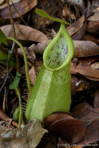 Nepenthes hirsuta