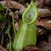Nepenthes hirsuta - Photo 由 Chien Lee 所上傳的 (c) Chien Lee，保留所有權利