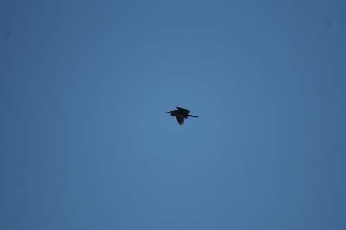 iNaturalist observation photo of Great Blue Heron
