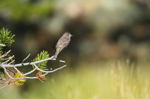 iNaturalist observation photo of Western Wood-Pewee