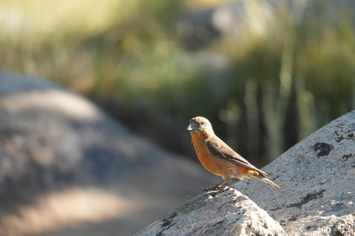 iNaturalist observation photo of Red Crossbill