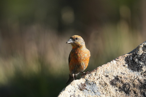 iNaturalist observation photo of Red Crossbill