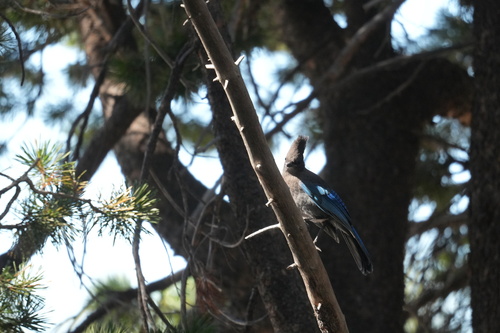 iNaturalist observation photo of Steller's Jay