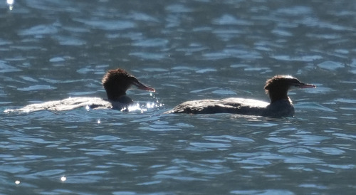 iNaturalist observation photo of Common Merganser