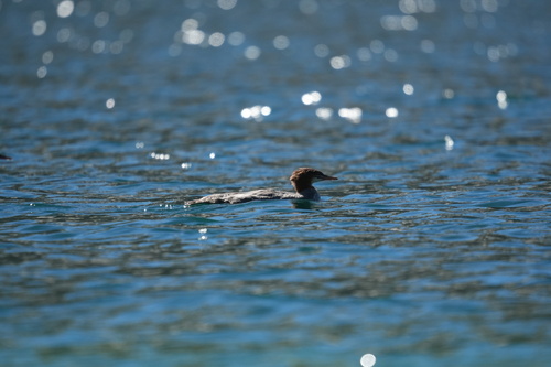 iNaturalist observation photo of Common Merganser