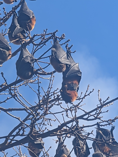 Grey-headed Flying-fox