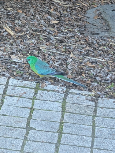 Red-rumped Parrot