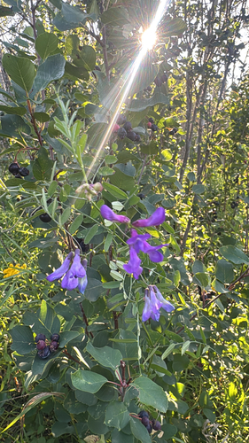 American vetch