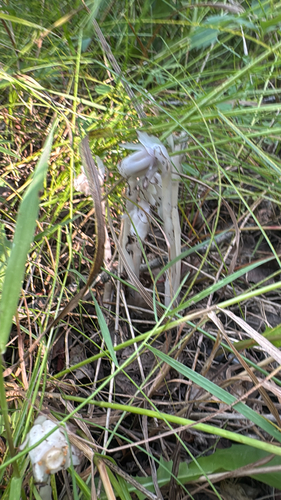 Ghost Pipe