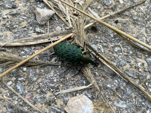 Carabus elysii