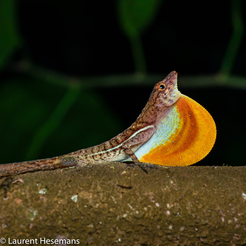 Many-scaled Anole (Anolis polylepis)