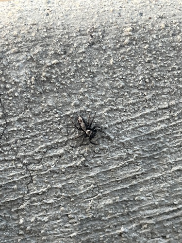 iNaturalist observation photo of California Flattened Jumping Spider