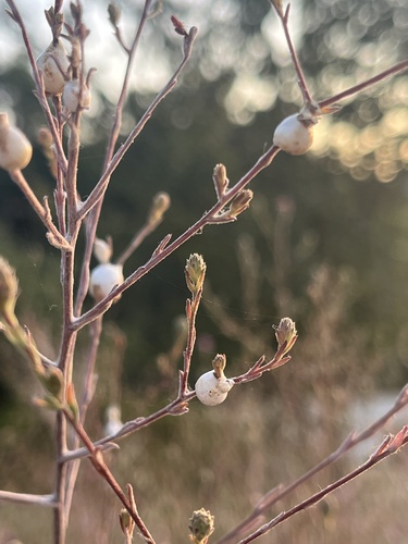 iNaturalist observation photo of Clastoptera lineatocollis