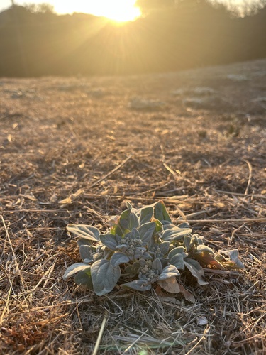 iNaturalist observation photo of turkey mullein