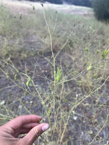 iNaturalist observation photo of Stiffbranch Bird's Beak