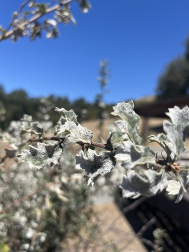 iNaturalist observation photo of Erysiphe occidentalis
