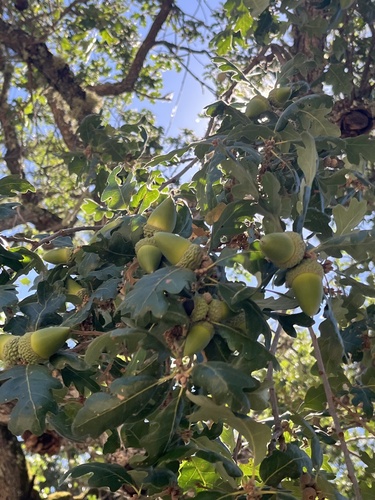iNaturalist observation photo of Dumosae