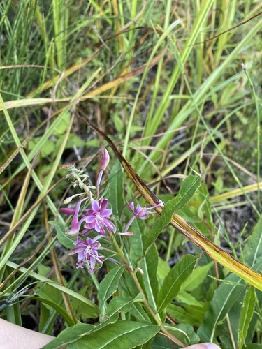 fireweed