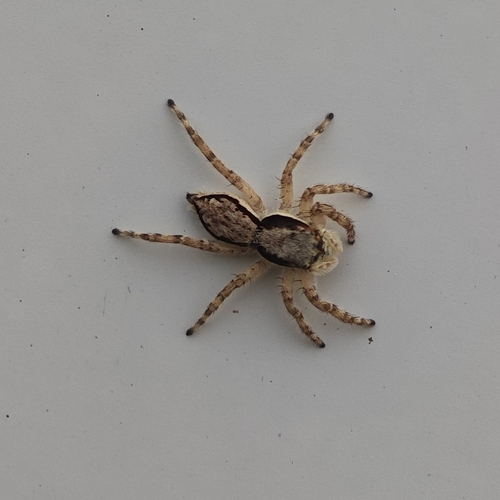 Gray Wall Jumping Spider