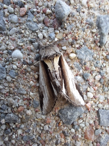 Lesser Swallow Prominent