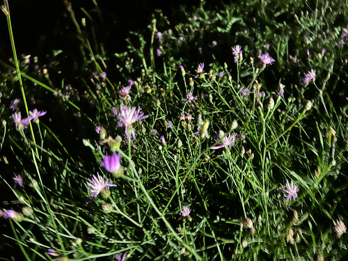 spotted knapweed