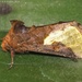 Plusiine Looper Moths - Photo (c) Roger C. Kendrick, all rights reserved