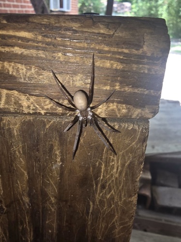 Southern House Spider
