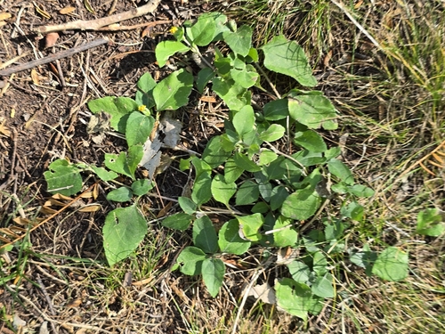 straggler daisy