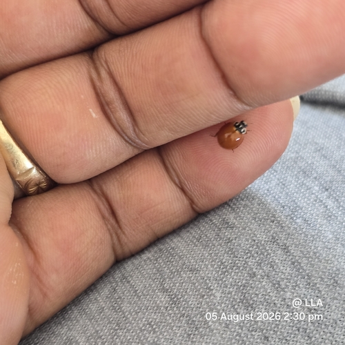 Spotless Lady Beetle