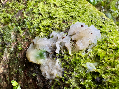 snow fungus