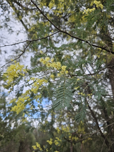 Silver wattle