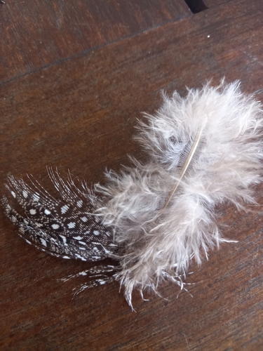 Domestic Guineafowl